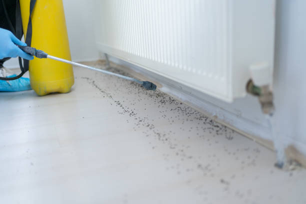 Best Pest Control Near Me in Franklin Furnace, OH