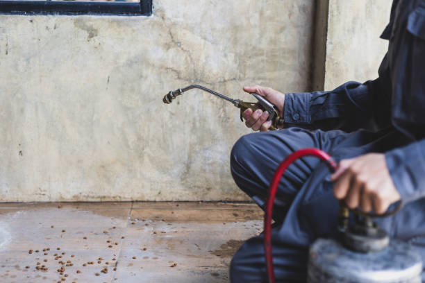 Best Ant Control Services  in Franklin Furnace, OH